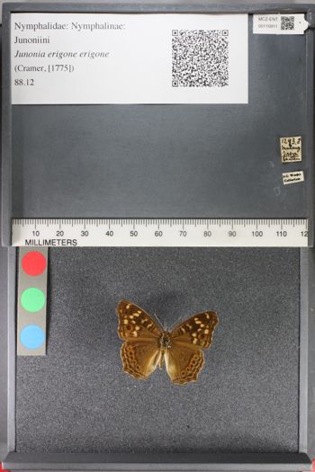 Media type: image;   Entomology 110911
